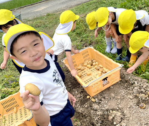 野菜の収穫