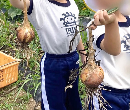 野菜の収穫